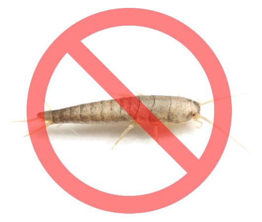 Dedetização de Traças no Itapevi