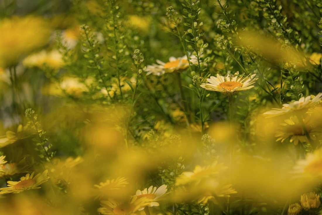 Dedetização de Traças no Jardim da Saúde